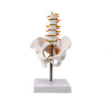 human lumbar spine model