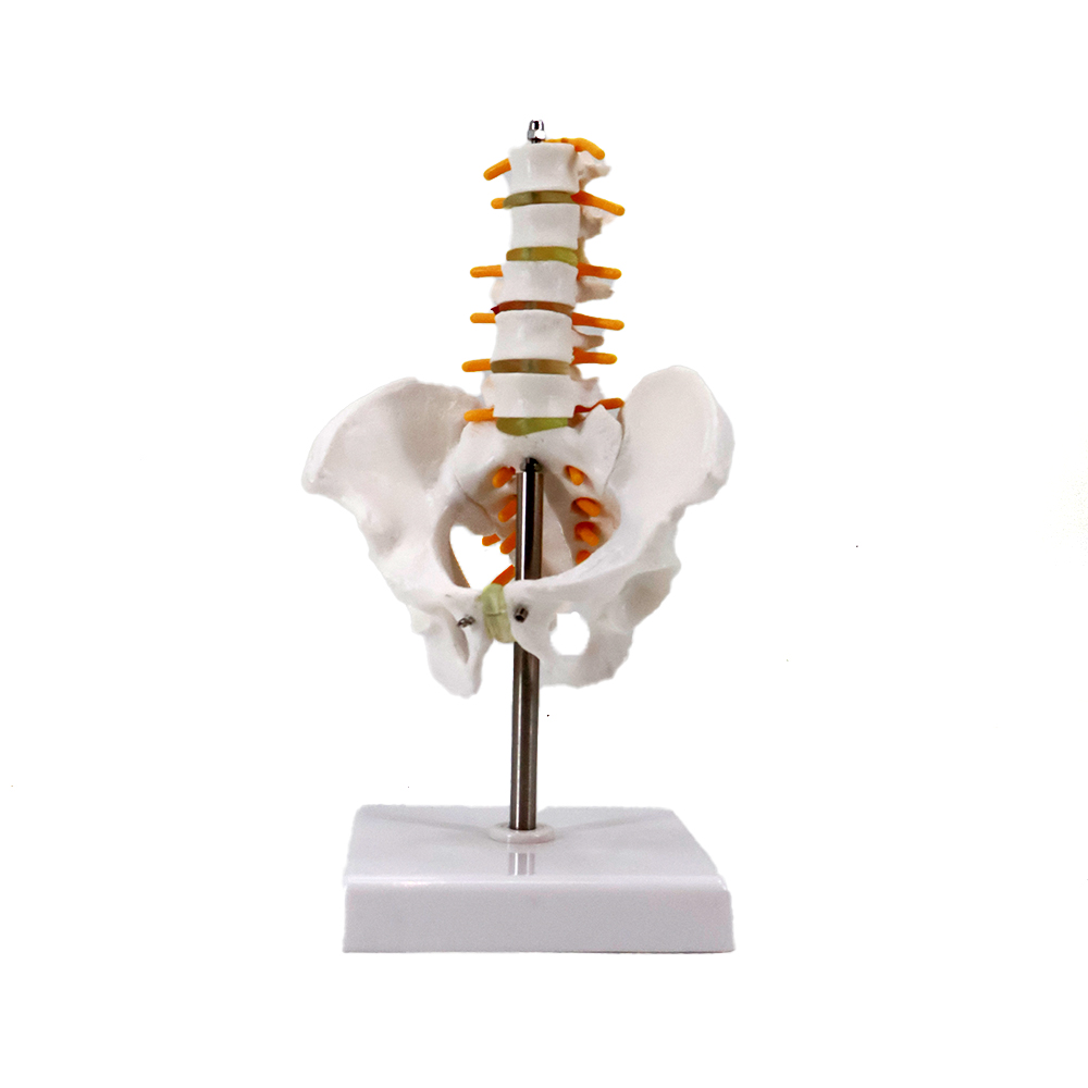 human lumbar spine model