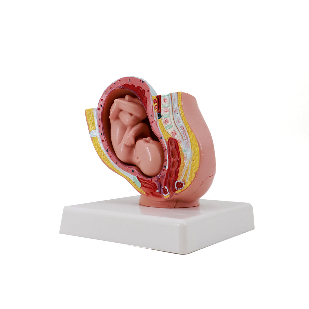 Anatomical model of a human female pelvis during the 9th month of pregnancy