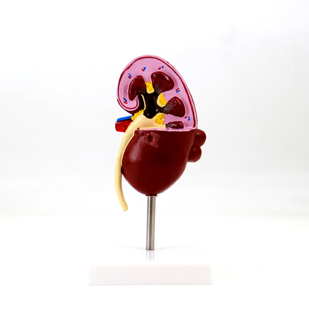 human kidney anatomy model