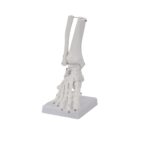 Foot Bone Model