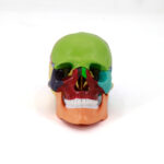 Mini Human Skull Model