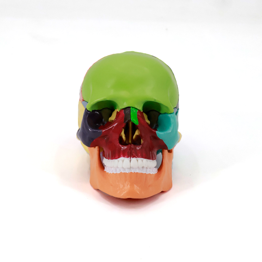 Mini Human Skull Model