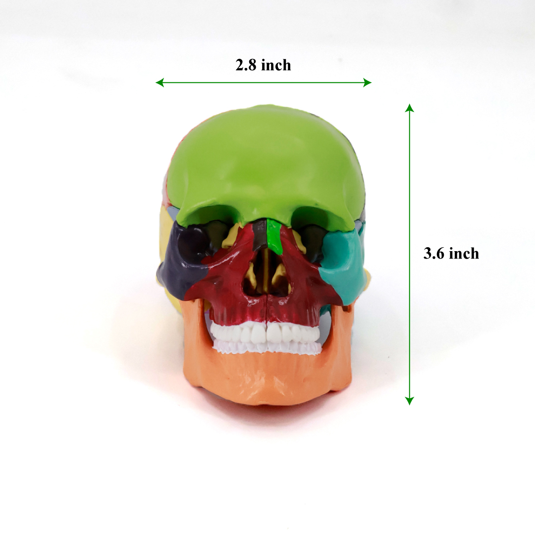 Mini Skull Model